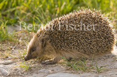 Igel - Zum Vergroessern klicken!
